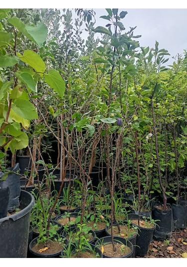 Yeşil Deniz Fidancılık Tüplü Mürdüm Erik Fidanı 100-150 Cm