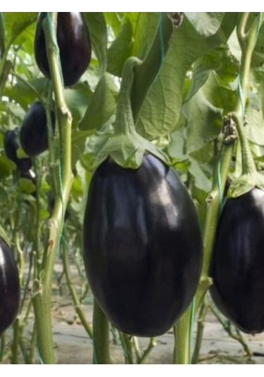 Topan Patlıcan Fidesi 100 Adet