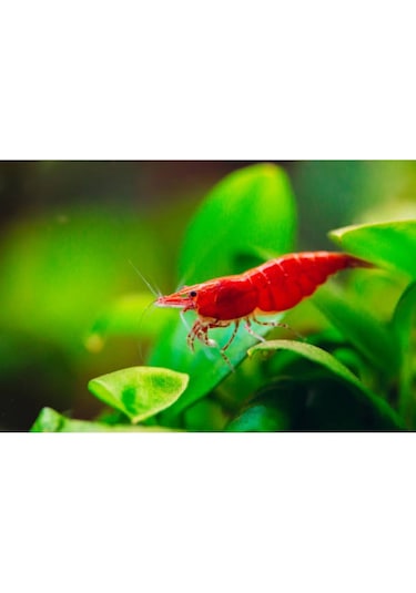 Kiraz Karides 10 Adet 1-1,2 Cm