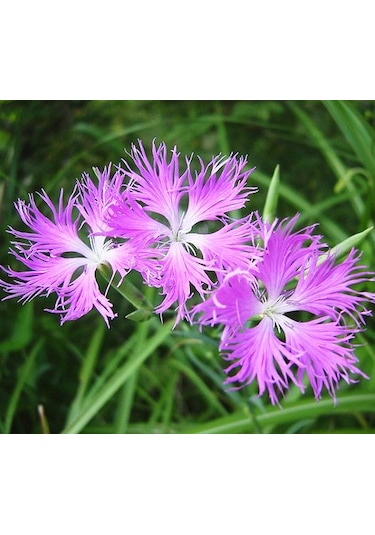 250+ Adet Kokulu Pembe Çiçekli Karanfil Tohumu