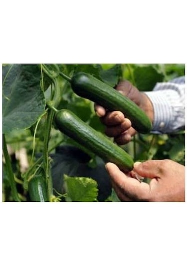 Çok Erkenci 60 Günlük Nadir Salatalık Tohumu N116248