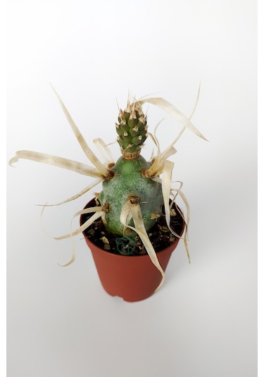 Tephrocactus Articulatus var. Papiracantus Kağıt Omurga Kaktüsü
