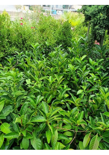 Yeşil Deniz Fidancılık Lisidum Kartopu Fidanı 50-100 Cm