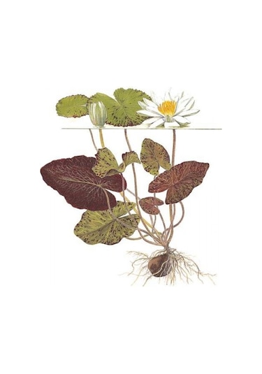 Nymphaea lotus (zenkeri) 5 Ad