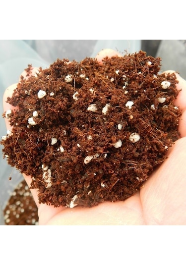 Bodur Bonsai Limon Ağacı Tohumu 5 Tohum +Saksı+Toprak+ Tohu