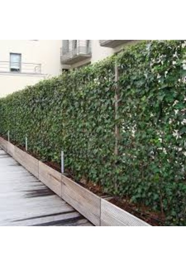 5 Adet Tohum Nadir Yaz Kış Solmayan Yeşil Sarmaşık Tohumu