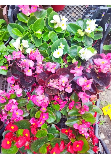 3 Adet Dış Mekan Çiçekli Bodur Begonya Begonia Cucullata