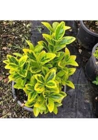 2 ADET TÜPLÜ GOLD TAFLAN ÇİÇEĞİ BOY 35-55CM