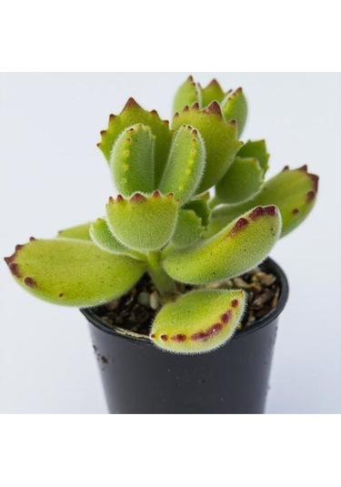 Cotyledon Tomentosa Sukulent Bitki Ayı Pençesi