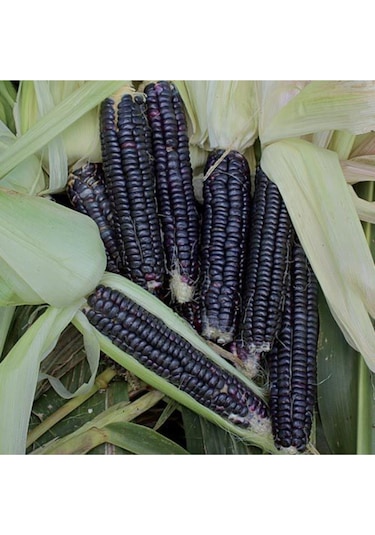 Süper Paket 20 Nadir Ithal Siyah Mısır Tohumu