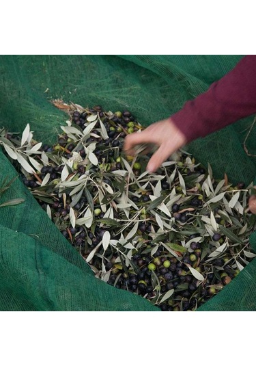 5x5 Metre Zeytin Sergisi Zeytin Toplama Filesi Fındık Fıstık Örtüsü Gölgelik Dut Meyve Sergisi Taban Örtüsü