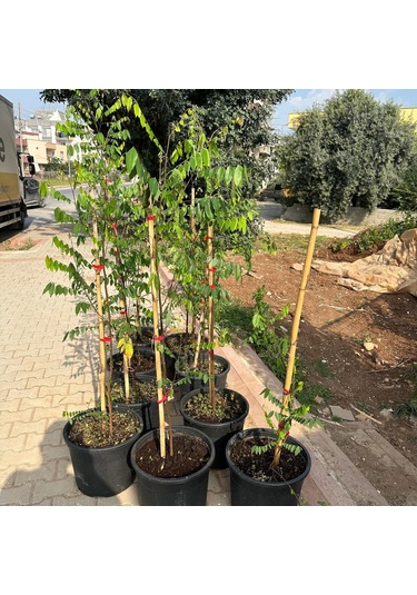 20 Lt Saksıda Meyve Verir Durumda Carambola Yıldız Meyvesi Fidanı