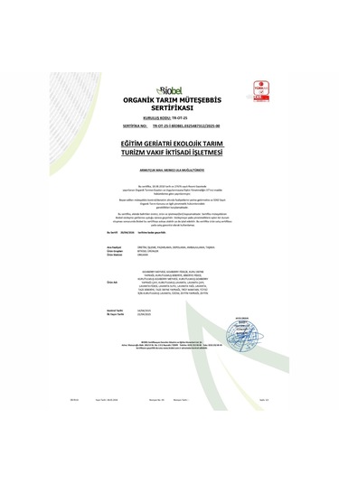 Saksıda Organik Lavanta - 2 Saksı