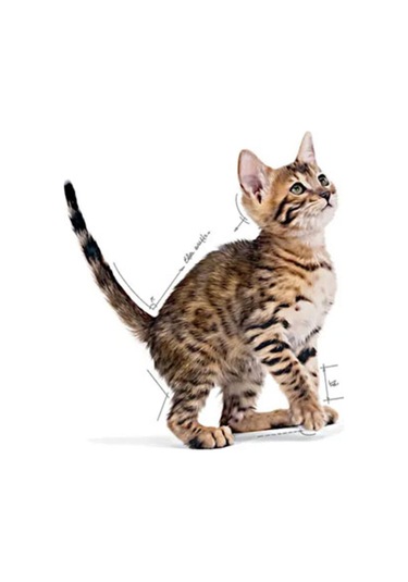 Pouch Kitten Sterilised Gravy Yavru Kedi Konservesi 85 Gr