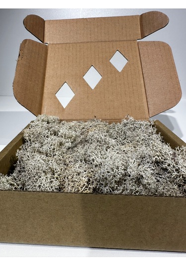Reindermoss Şoklanmış Norveç Yosunu Terarium Yosunu Natural Green 100 Gr.