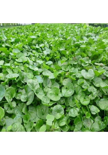 Dichondra Repens Fare Kulağı Çim Tohumu 500 GR Kutuda