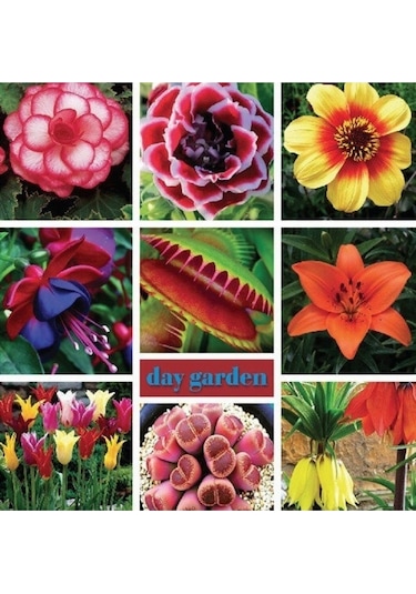 10 Adet Mavi Beyaz Renk Yıldız Çiçeği Dahlia Tohumu Ve 10 Adet Karışık Renk Gül Tohumu