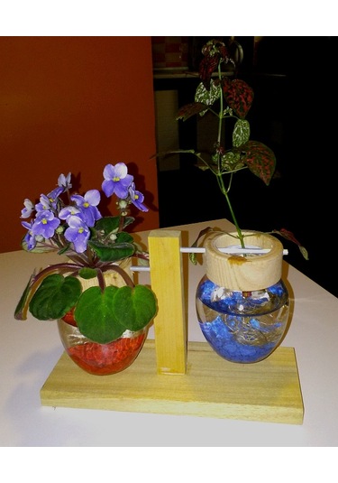 Topraksız Bitki ve Çiçek için Ahşap Ayaklı Cam Vazo