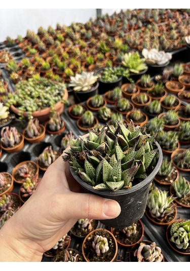 Haworthia Venosa Tessellata Sukulent 1 Adet