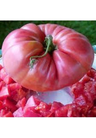 100 Adet Tohum Organik Büklüm Köy Domatesi Tohumu Saksı Toprak Hediyeli..