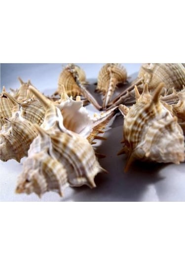 %100 NATUREL DOĞAL GERÇEK DENİZ KABUĞU 500 Gram -MMM4765
