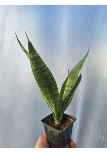 Videolu Kılıç Çiçeği 20 30 Cm 1 Adet Saksılı İç Mekan Bitkisi Gladiolus