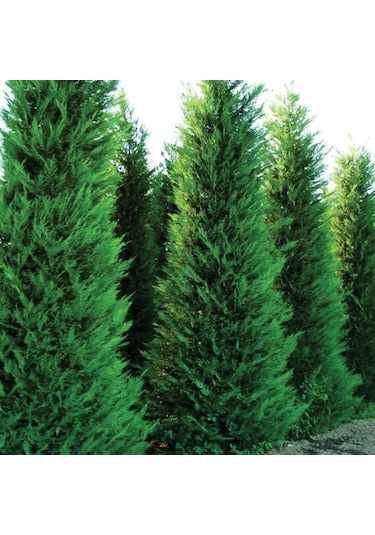 Leylandi Melez Servi Cupressus Leylandii 100-150 Cm Boyunda