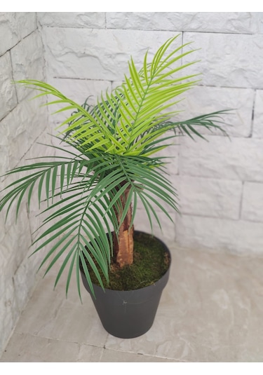 Tek Gövde Lüks Palmiye Sıkas Ağacı Kabuklu 80 Cm