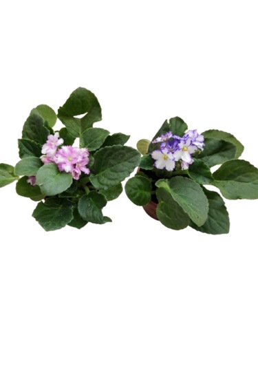 2 Adet Katmerli Afrika Menekşesi Yerli Üretim Alaca Çift Renkli