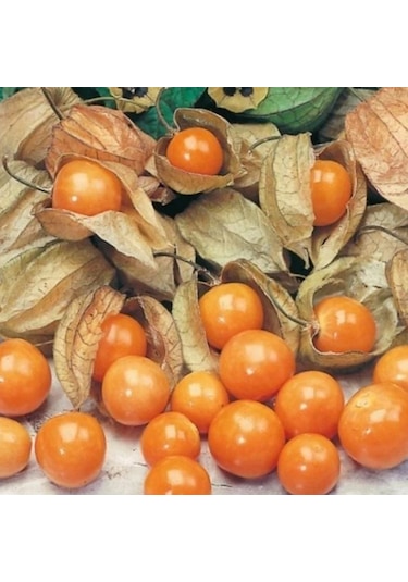 Goldvital Altın Çilek Yer Kirazı Fidesi 10 Adet