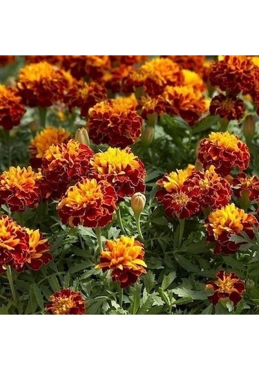 Kadife Çiçeği Tohumu 1 Paket