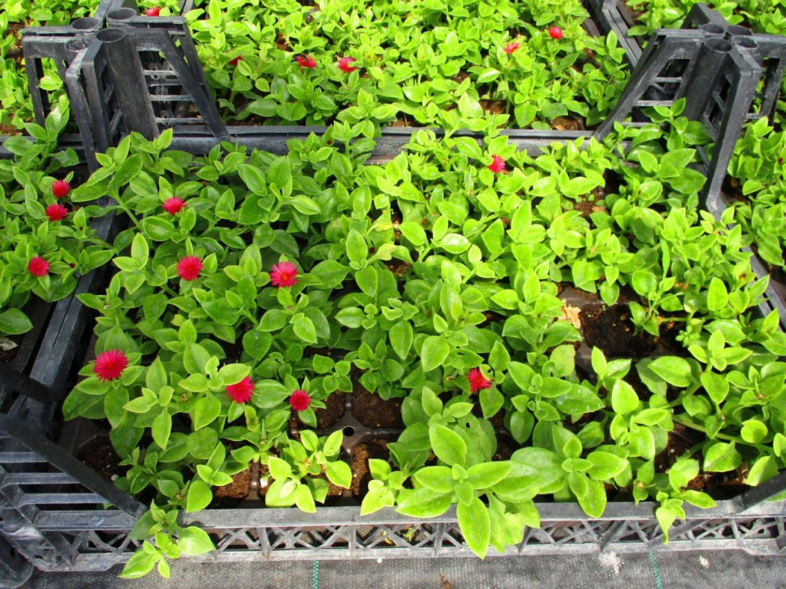 Mezar - Kabir Bitki Seti - 60 Adet 2 Çeşit Kalıcı Bitki Sarı Gol