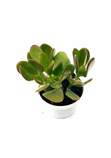 Para Çiçeği Fidanı Sukulent 10-20 Cm