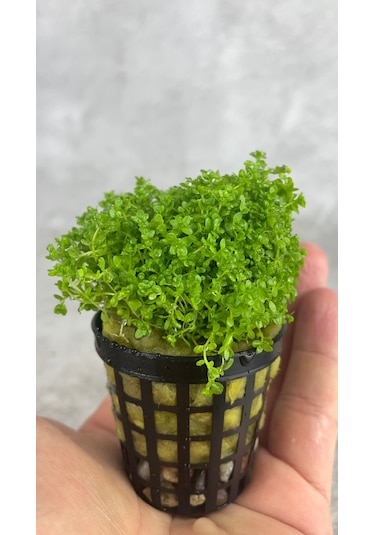 Woof Akvaryum Michrantemum Monte Carlo Akvaryum Zemin Bitkisi