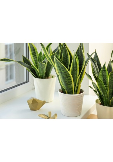 Paşa Kılıcı - Peygamber Kılıcı Sansaveria Trifasciata 20-30 Cm 2 Adet