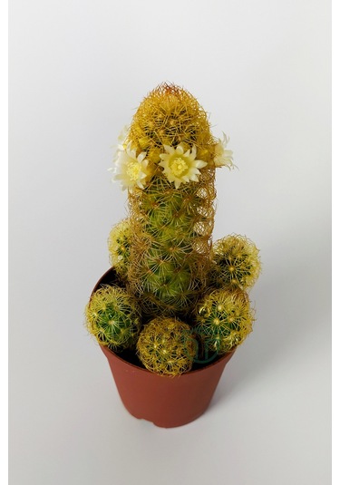 Mammillaria Elongata. Lady Finger. Sarı Dikenli Kaktüs. Bol Yavru