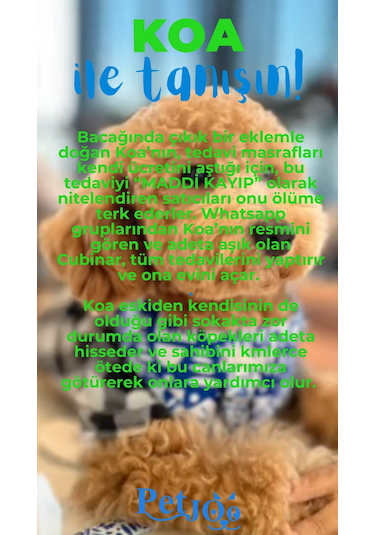 Petjoo 14.Koa Mavi-Yeşil Qr'lı Köpek Künyesi