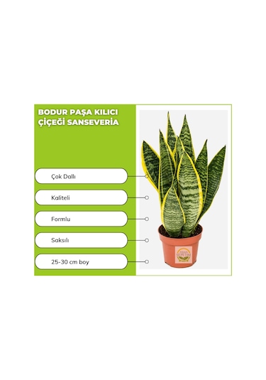 Bodur Paşa Kılıcı Çiçeği Sanseveria 25-30cm