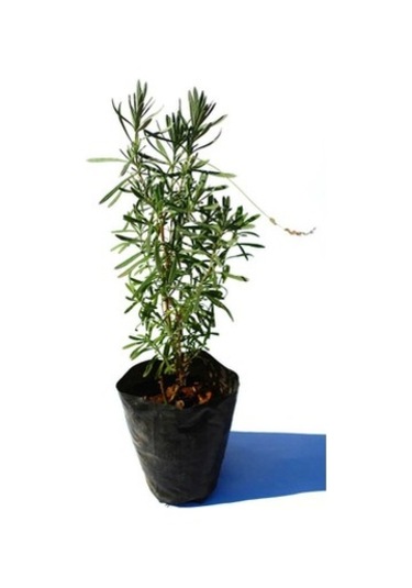 Fransız Provence Lavanta Fidanı 10-20 Cm