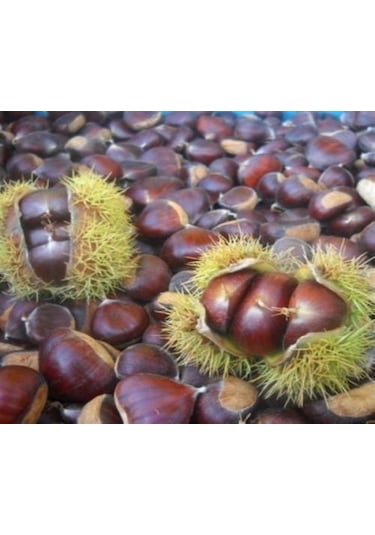 İri Kestane Zonguldak Yöresinden 1 Kg
