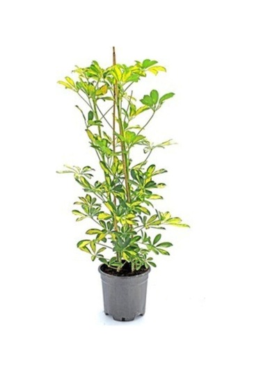 Videolu Canlı Tek Dal Alacalı Şeflera Çiçeği 40-100cm Saksılı Iç Mekan Bitkileri Schefflera