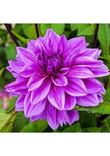 Dev Yıldız Çiçeği Yıldız Soğanı Dahlia Lilac Time Soğanı 1 Adet  Boy 120 cm-844451101