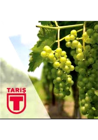 Tariş Üzüm Sirkesi 9 x 1 L