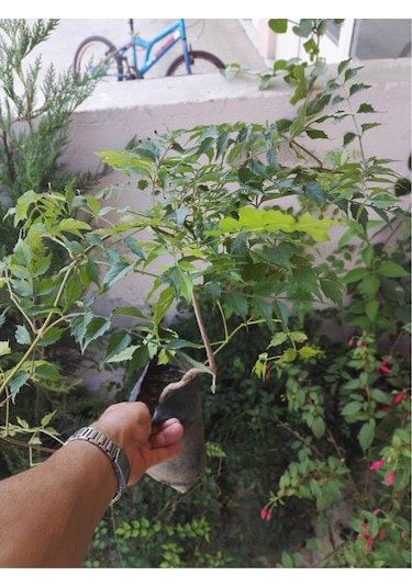 Acem Burusu Sarmaşığı Fidanı. Tüplü 40-60 Cm. Dikime Hazır