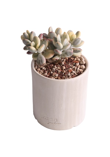 Echeveria Orbiculata Vary - Sukulent Haangarden