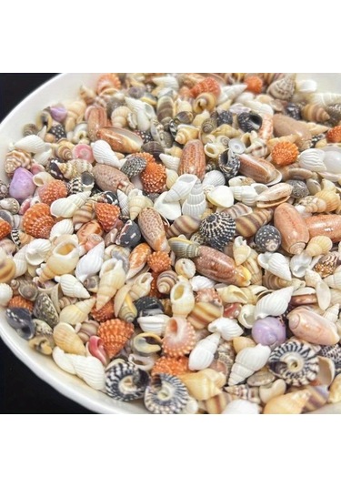 Willowhaven 50g Mini Deniz Kabuğu Kumu - 12 Farklı Renk Dıy El İşi, Akvaryum Dekoru