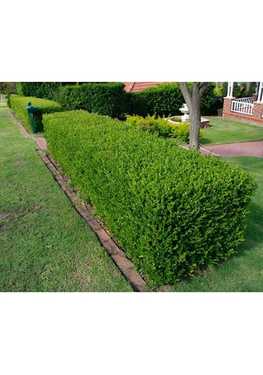 Fidan & Peyzaj - Şimşir (2 Yaş / Buxus sempervirens)