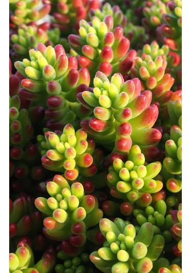 Sedum Rubrotınctum 20 Adet - Jelly Bean Sukulent