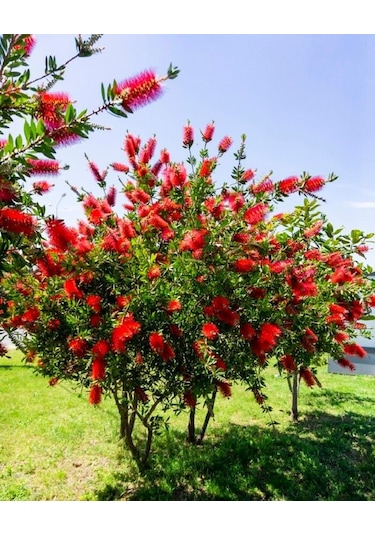 Fırça Çalısı Callistemon 10 Adet 80-100 Cm Çiçekli Peyzaj/çit B