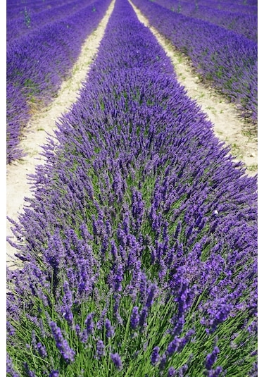 Ingiliz Lavanta Tohumu Lavandula Angustifolia